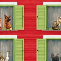 Gatti in condominio nelle parti comuni: cosa dice la legge e come evitare liti tra vicini