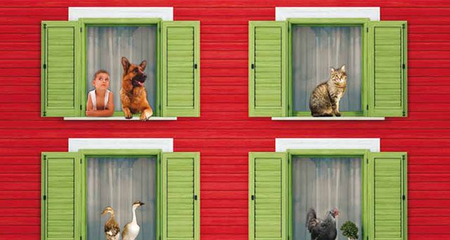 Gatti in condominio nelle parti comuni: cosa dice la legge e come evitare liti tra vicini