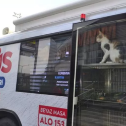 A Istanbul i veterinari viaggiano in bus per curare cani e gatti randagi