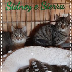 Sidney e Sierra