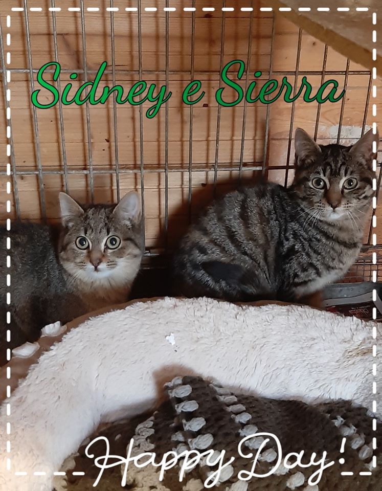 Sidney e Sierra