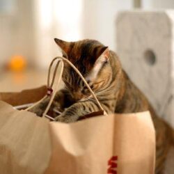 Cosa serve in gattile ? cibo, antiparassitari, scaffali…